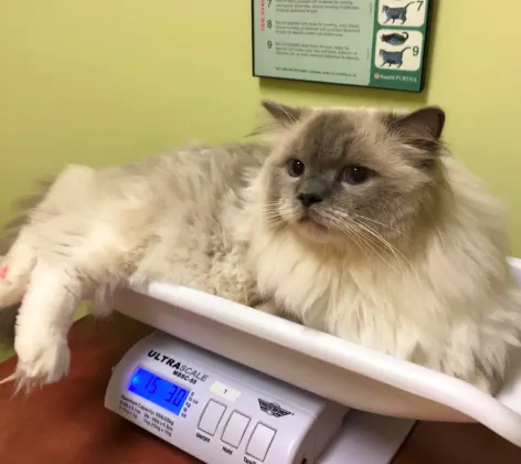 cat being weighed on a scale